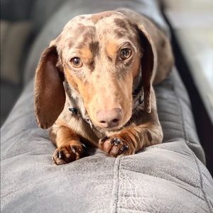 Meet your Posher, Brandy-rae